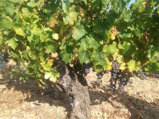 樱桃app在线观看进口红酒生意需投入多少资金